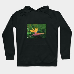 Bird of Paradise Hawaii Hoodie